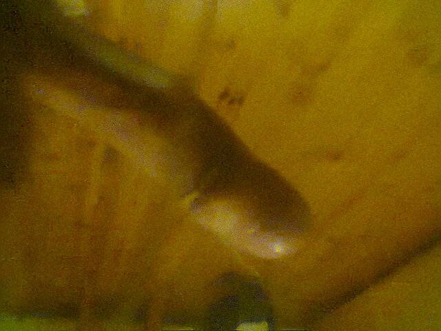 Poter1