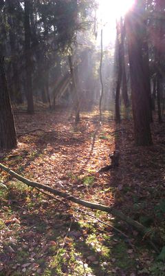 IMAG0088.jpg