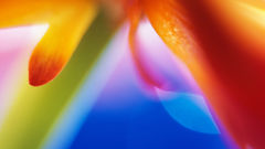 flower.jpg