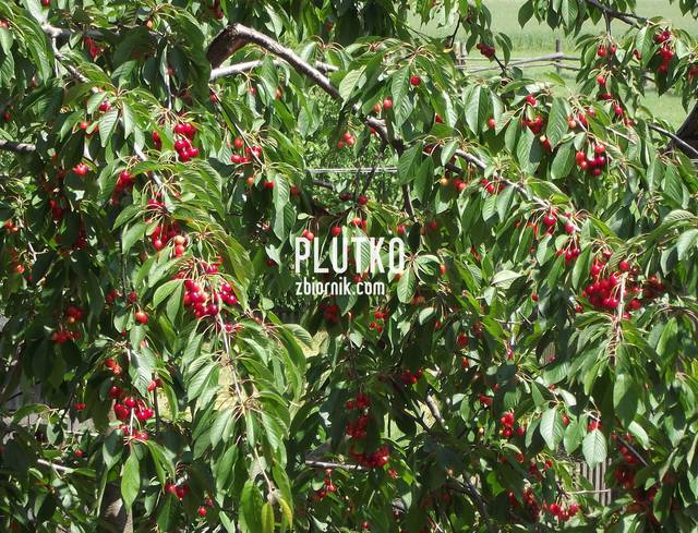 plutko