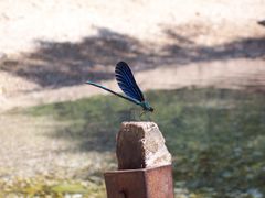 100_3775.JPG