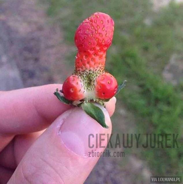 truskawka:) - ciekawyjurek