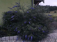 20150713_211428.jpg