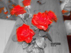 DSCN2496.JPG