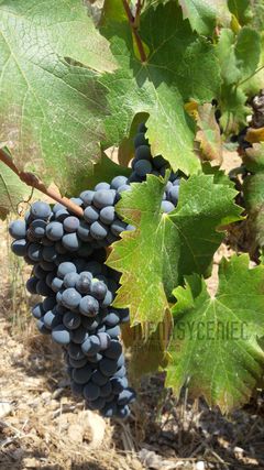 Winogrono