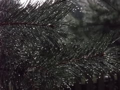 Łzy o poranku...