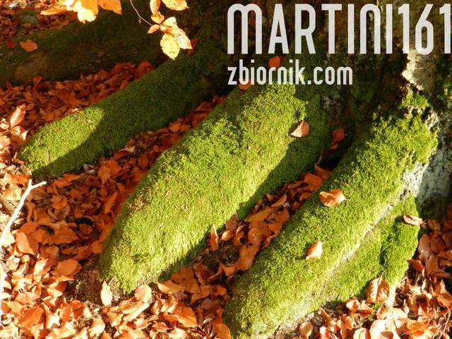 307743_190317221051218_1293751768_n.jpg - martini161