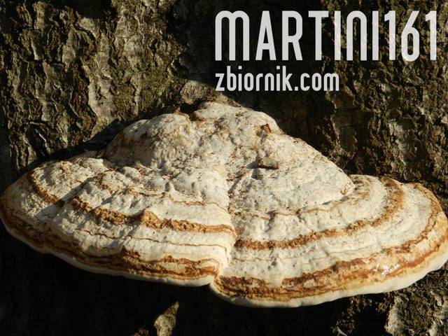 martini161