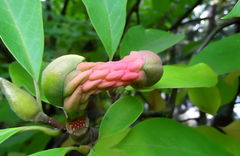Magnolia
