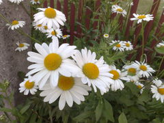 20110607488.jpg