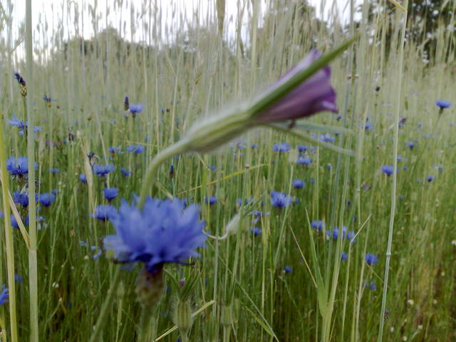 20110607487.jpg - rafal2105