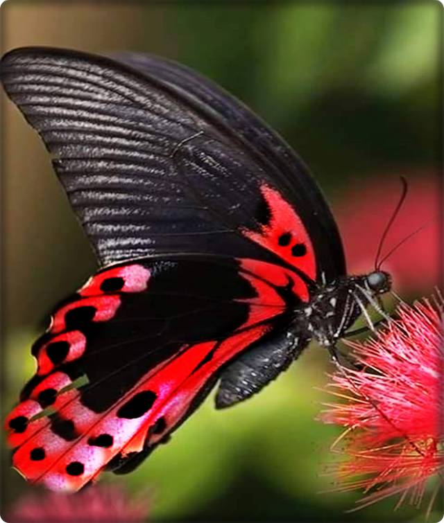 lisanita