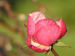 "typowe" grudniowe kwiaty:)