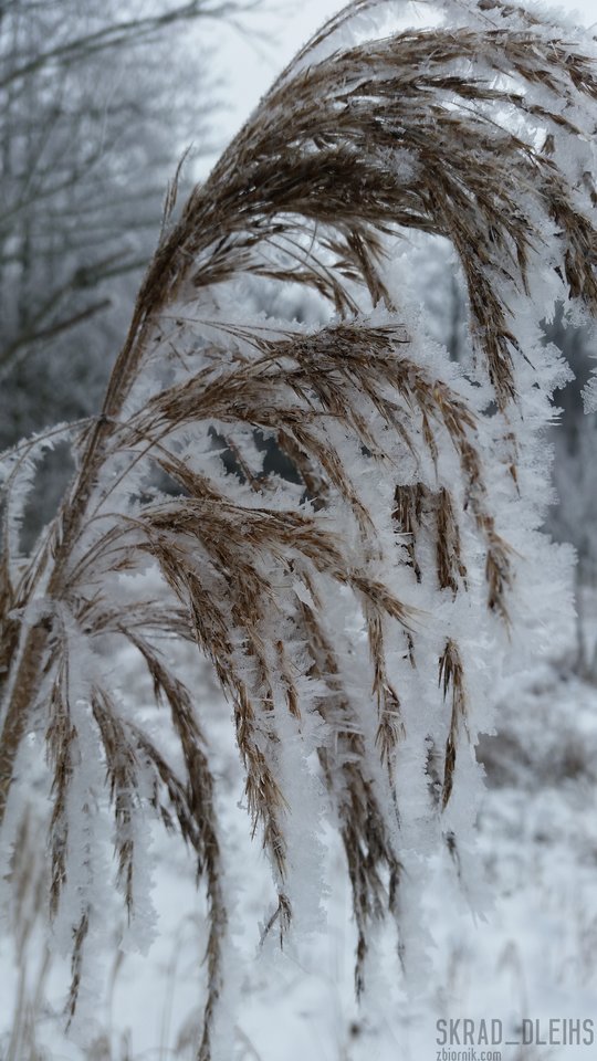 20160117_101747.jpg - skrad_dleihs