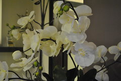 Orchidea :))