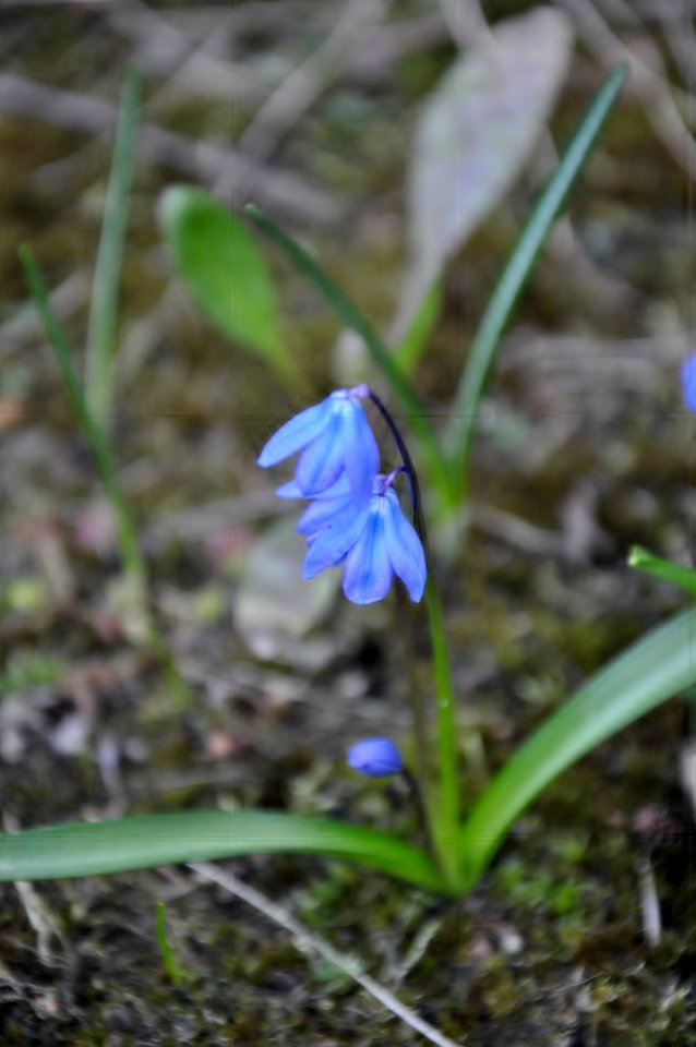 wiosna - markonii35