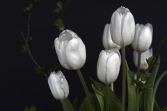 tulips-1291681_1920.jpg