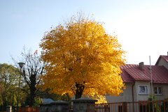 DSC_0179.JPG