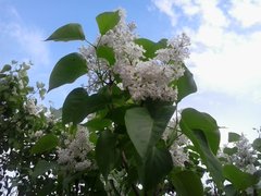 2016-05-13 17.16.13.jpg