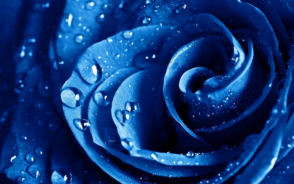 Blue-Rose.jpg - Blue45