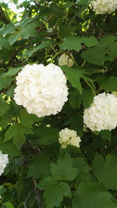 IMG_20160519_100904.jpg