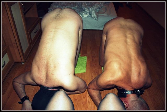 polaipies