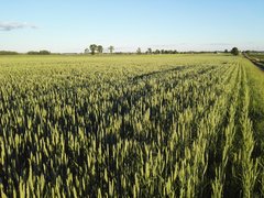 IMG_20160611_200153.jpg
