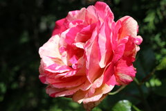 IMG_0009.JPG