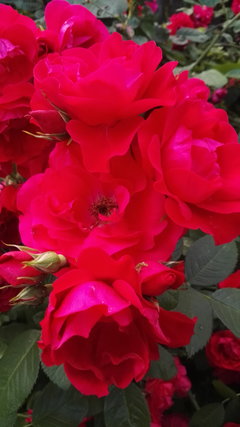 IMG_20160621_204448.jpg