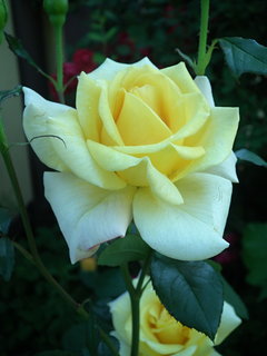 DSCF0398.JPG