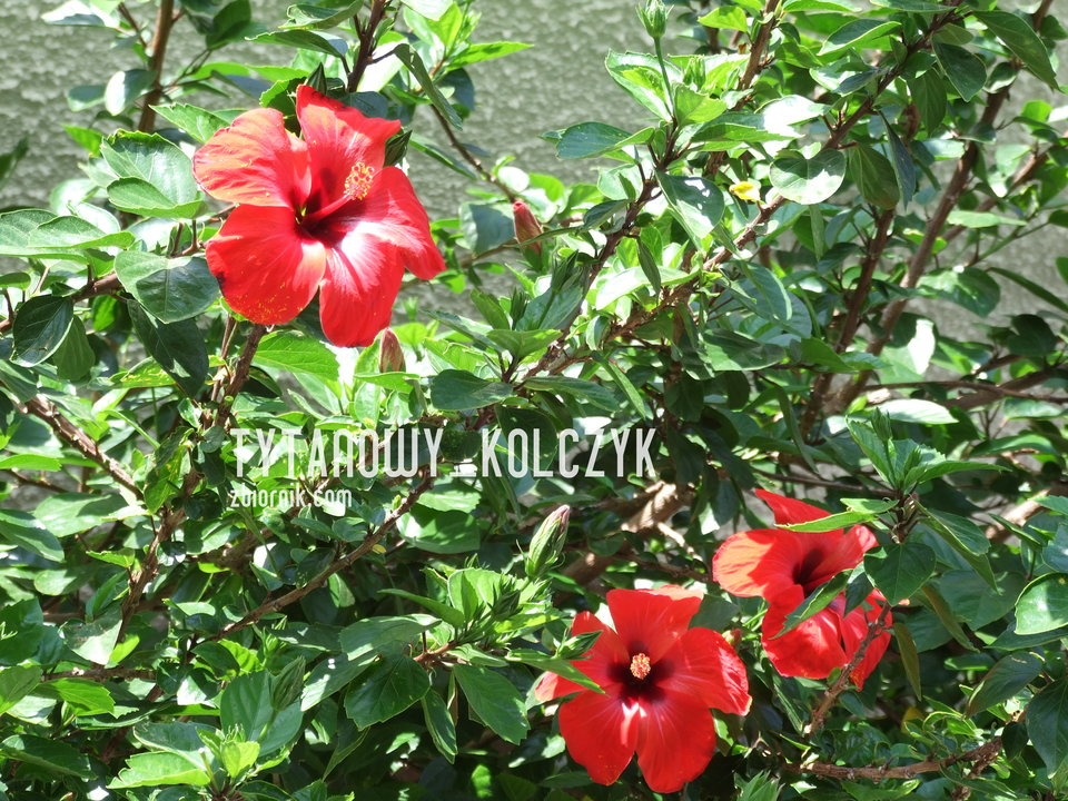 Kolory lata - Tytanowy_kolczyk
