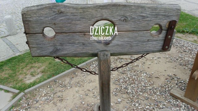 dziczka