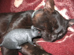 Wake Up .... Let's Play!