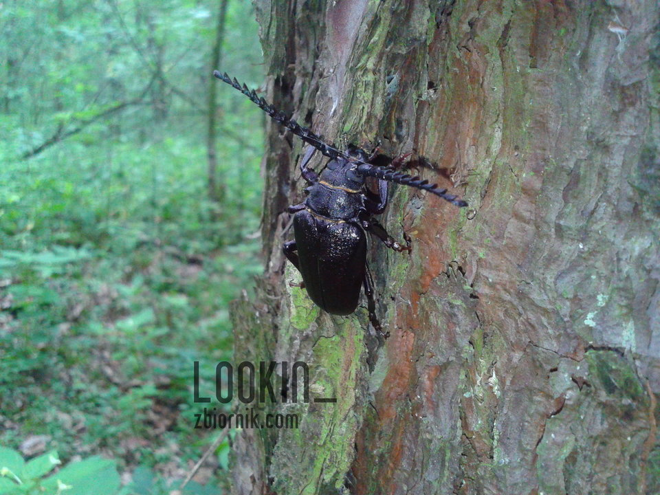 Zdjęcie-0016.jpg - lookin_