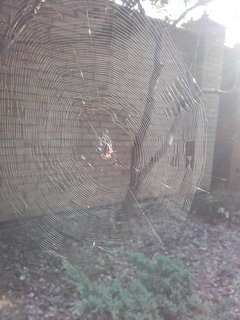 natura zadziwia:)