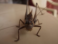 DSCF9722.JPG