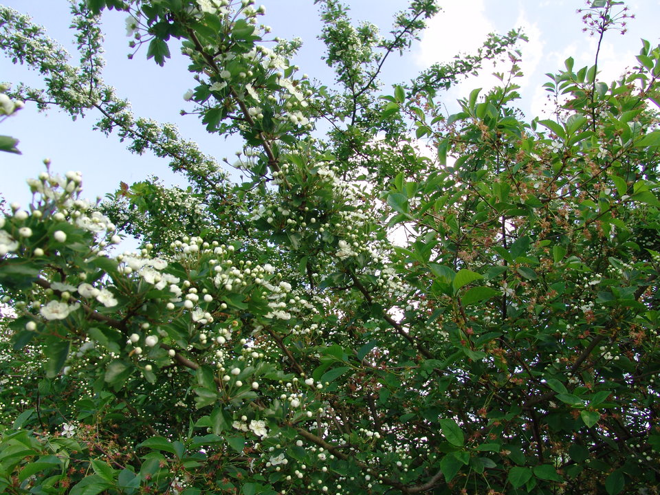 DSC08200.JPG - Kamilia