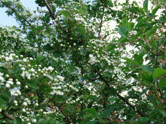 DSC08199.JPG