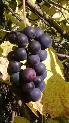 WP_20161001_278.jpg