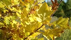 WP_20161014_054.jpg