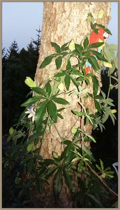 20160913_192347.jpg