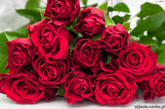 roze.jpeg - GoracaMadzia