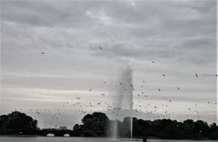 Alster. Hamburg