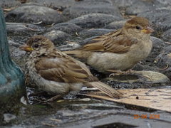 DSC08120.JPG