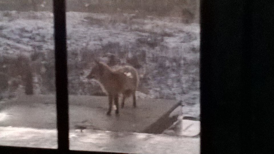 Sąsiadka przyszła - Ratl