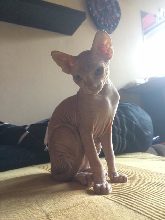 bumbumek