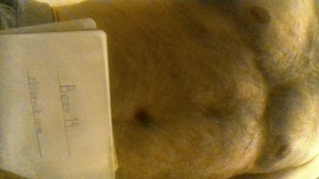 Bear14