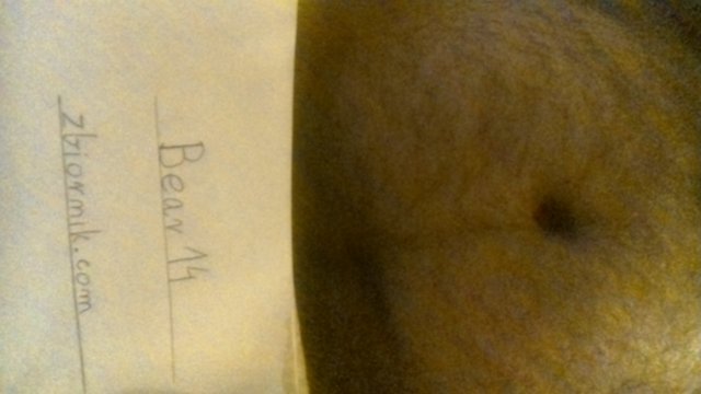Bear14
