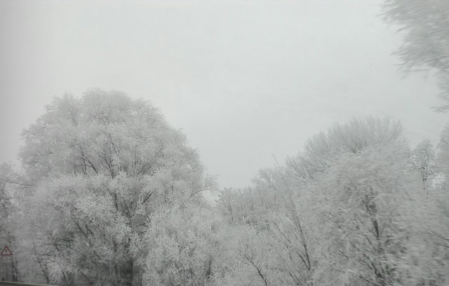 PanzKrakowa49