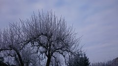 DSC_0393.JPG